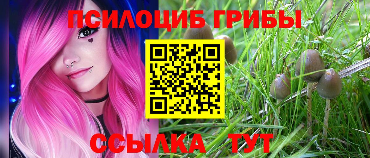 Галлюциногенные грибы Psilocybine cubensis Полысаево
